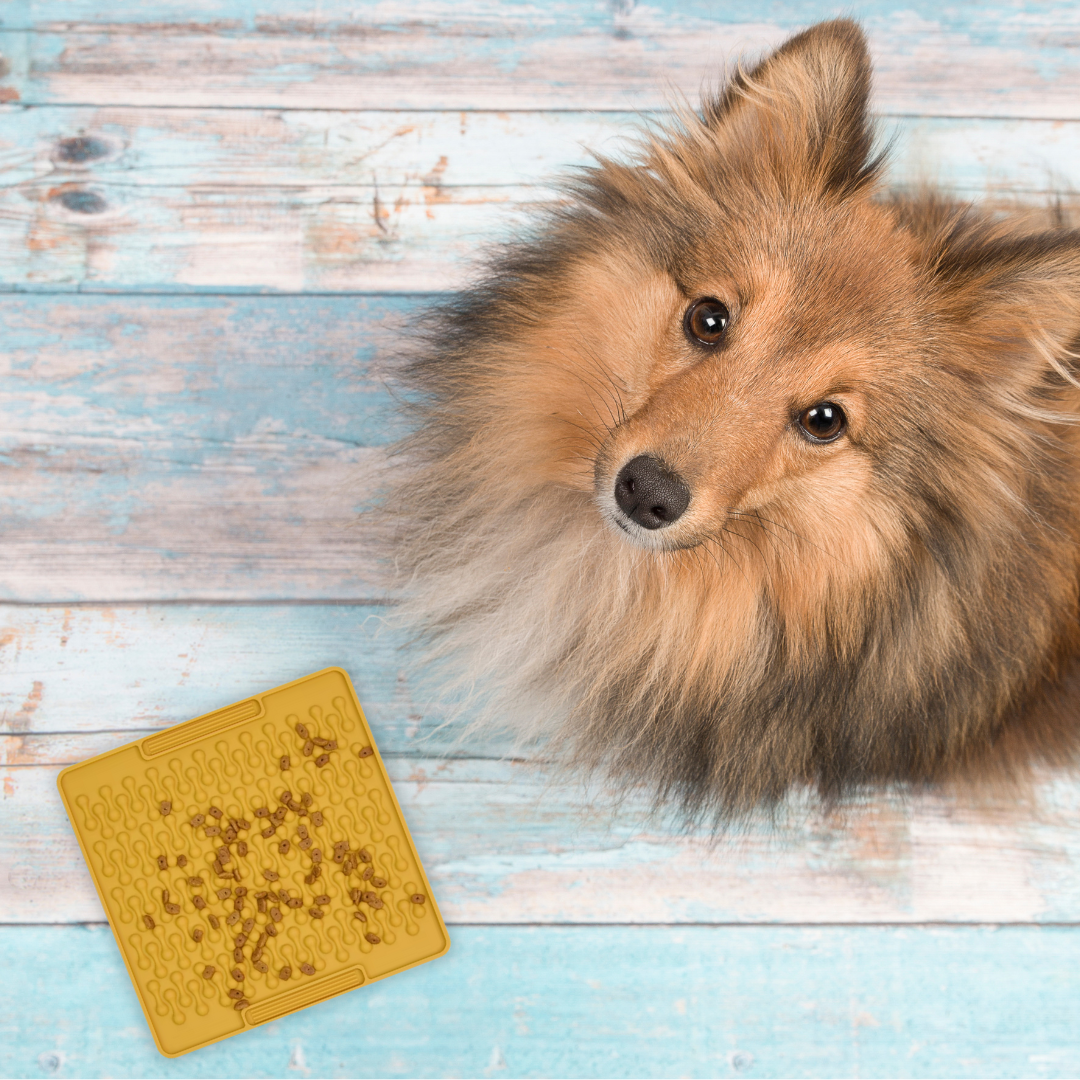 Training e Ricompensa